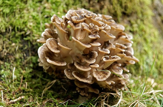 wild mushroom safety