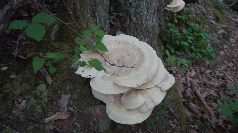 poisonous plants identification