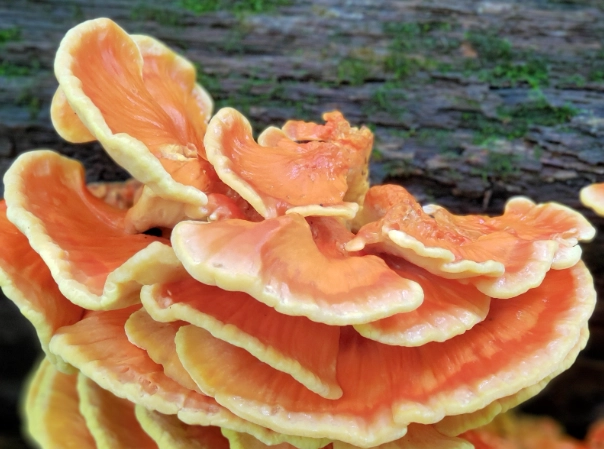 hen of the woods vs chicken of the woods