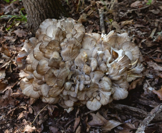 poisonous plants identification