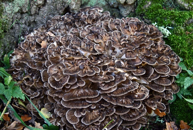 young hen of the woods identification