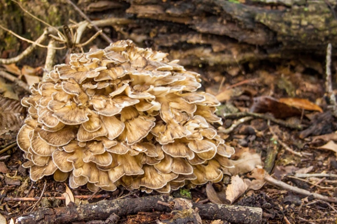 hen of the woods vs chicken of the woods