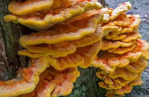 hen of the woods mushroom