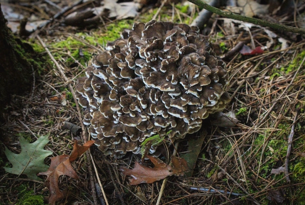 young hen of the woods identification