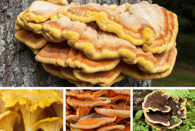 chicken of the woods identification