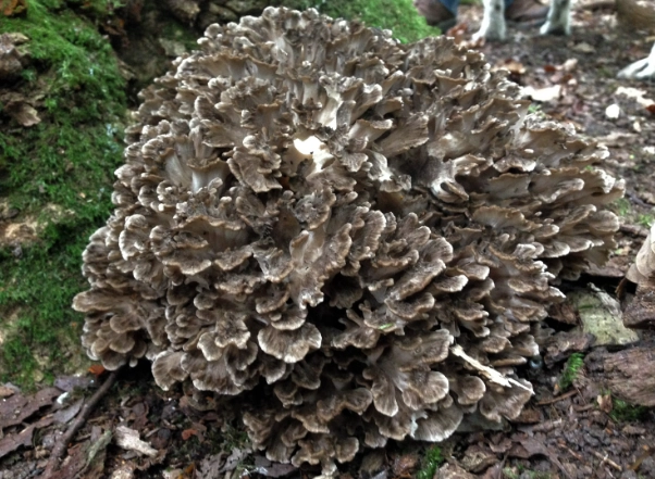 wild mushroom safety