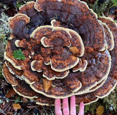 maitake mushroom identification