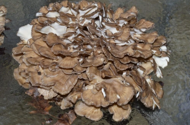 Grifola frondosa identification