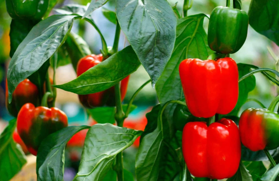 growing bell peppers