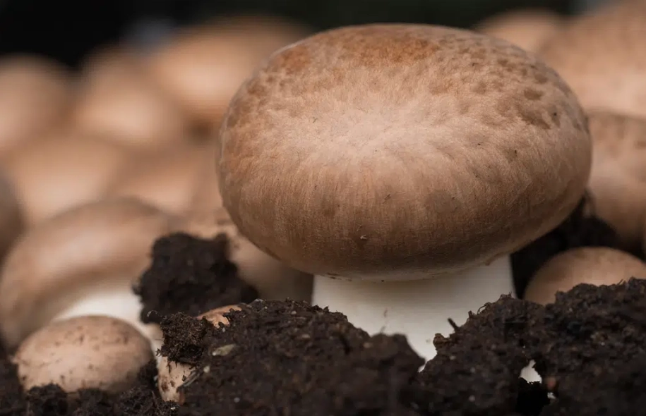 how to cook crimini mushrooms