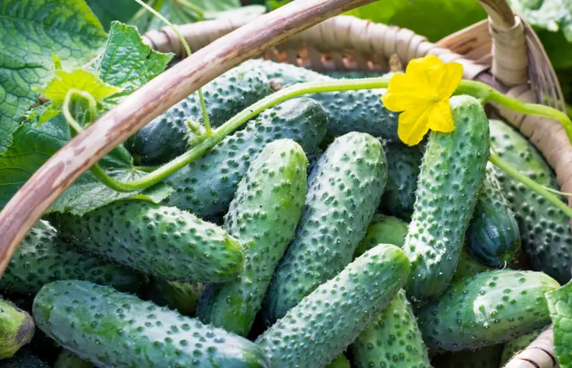 pickling cucumber varieties