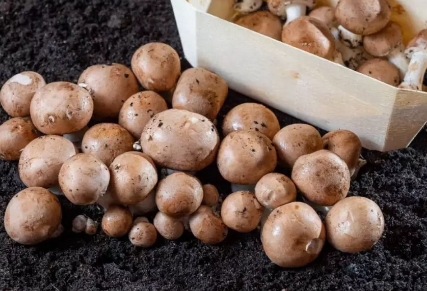 crimini vs portobello