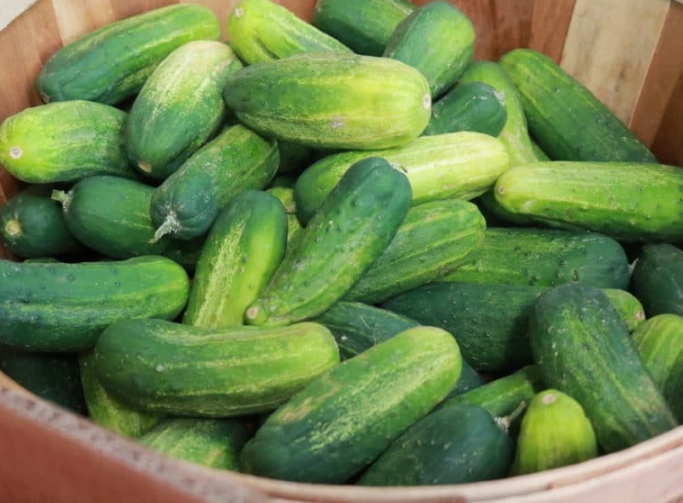how to pick cucumbers for pickles