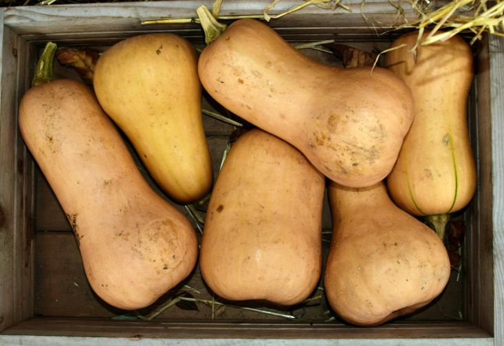 butternut squash recipes