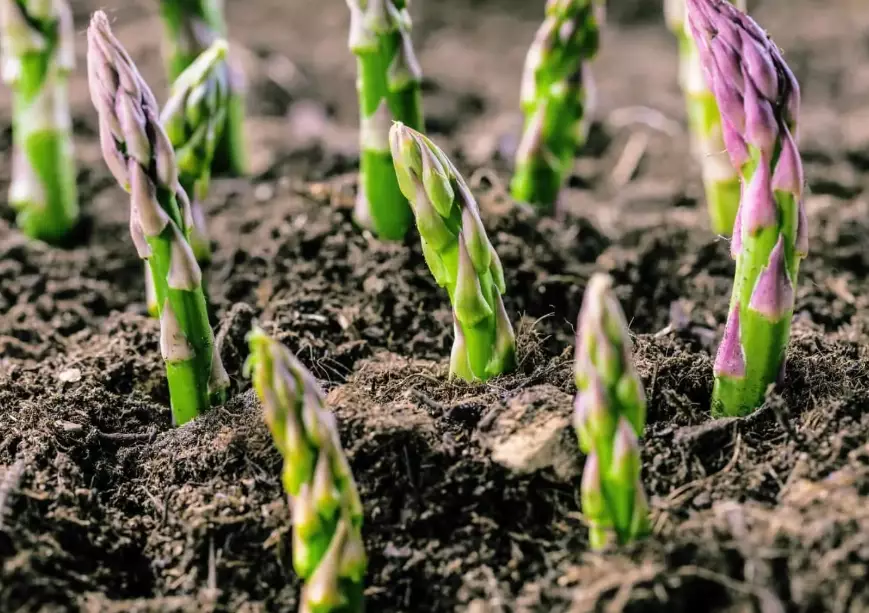 how to grow asparagus