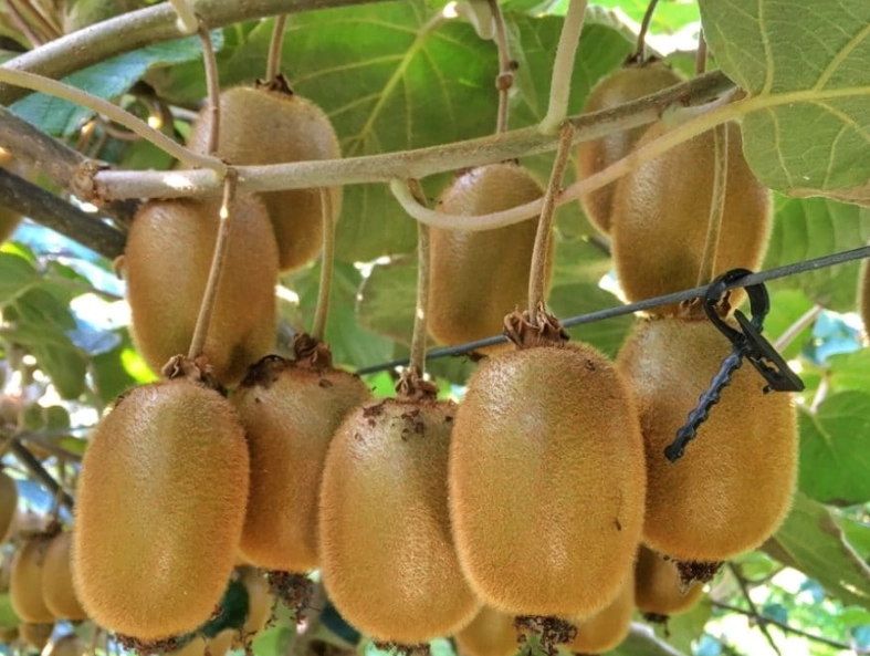 kiwi season