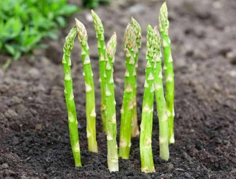 planting asparagus crowns
