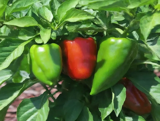 pepper harvest time