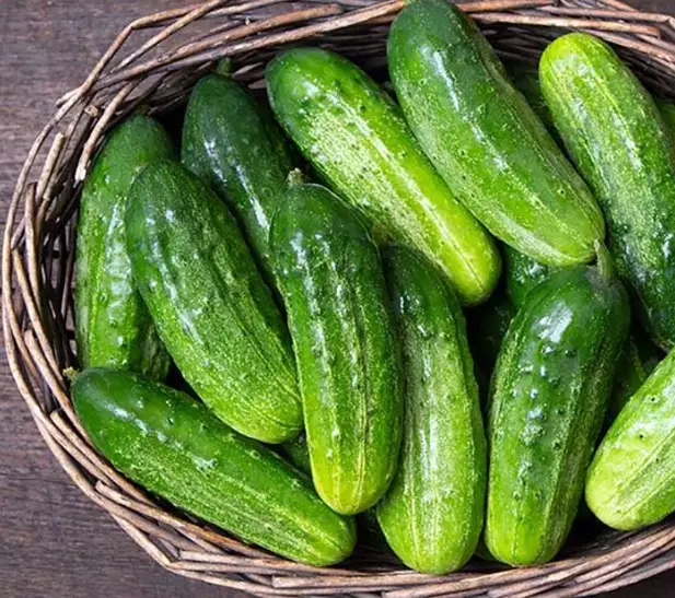 pickling cucumber varieties