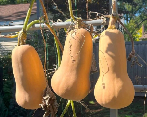 butternut squash ripeness signs