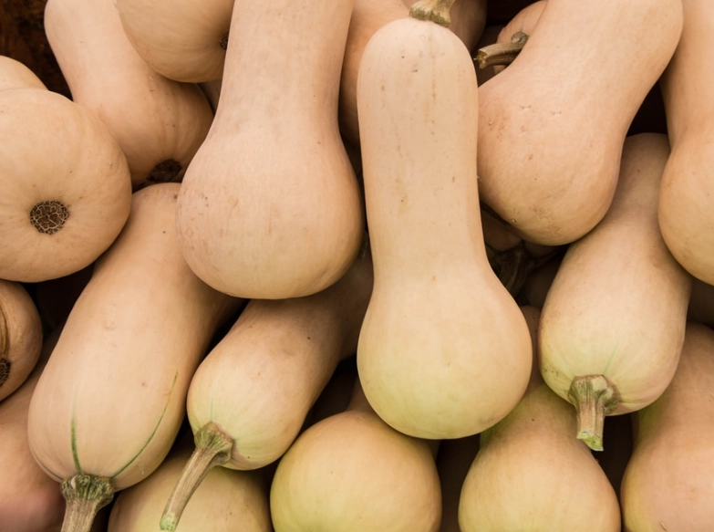 when to harvest butternut squash