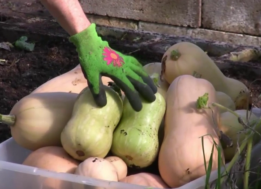 butternut squash harvest time