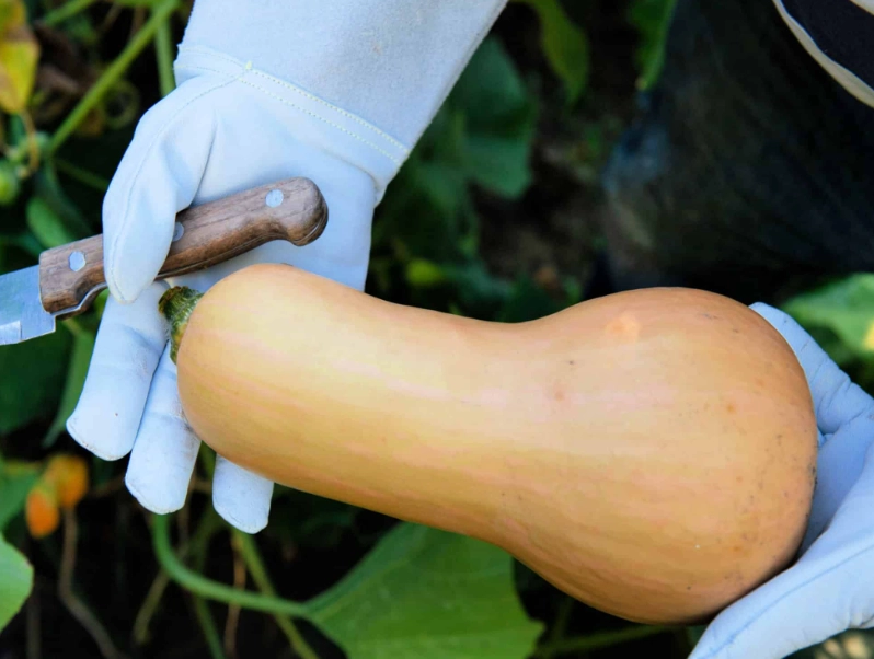 butternut squash growing season