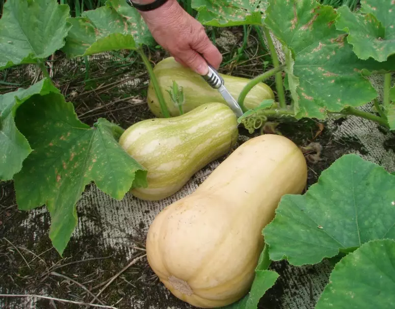 butternut squash ripeness signs