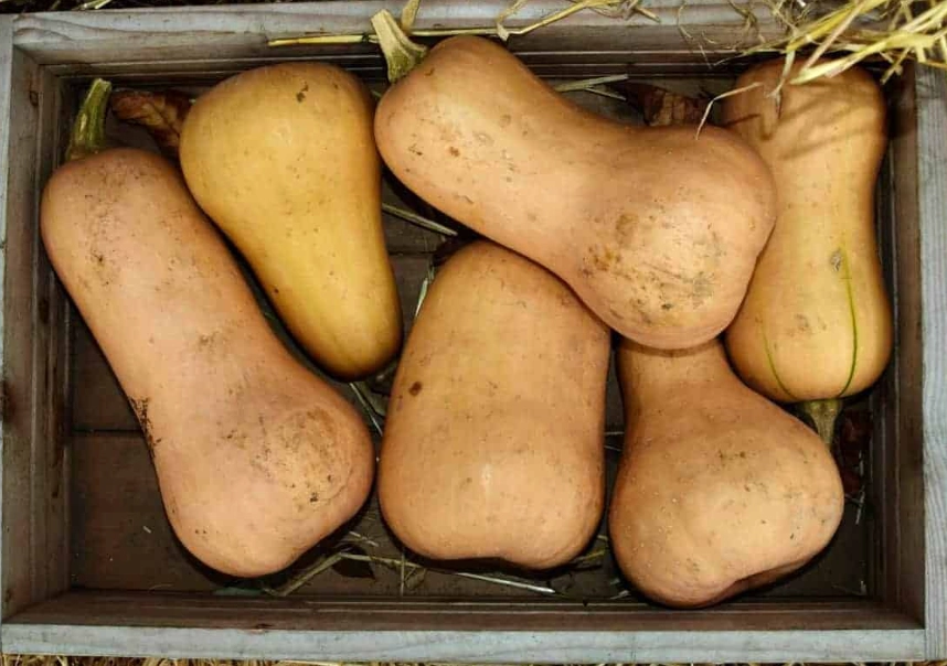 when to harvest butternut squash