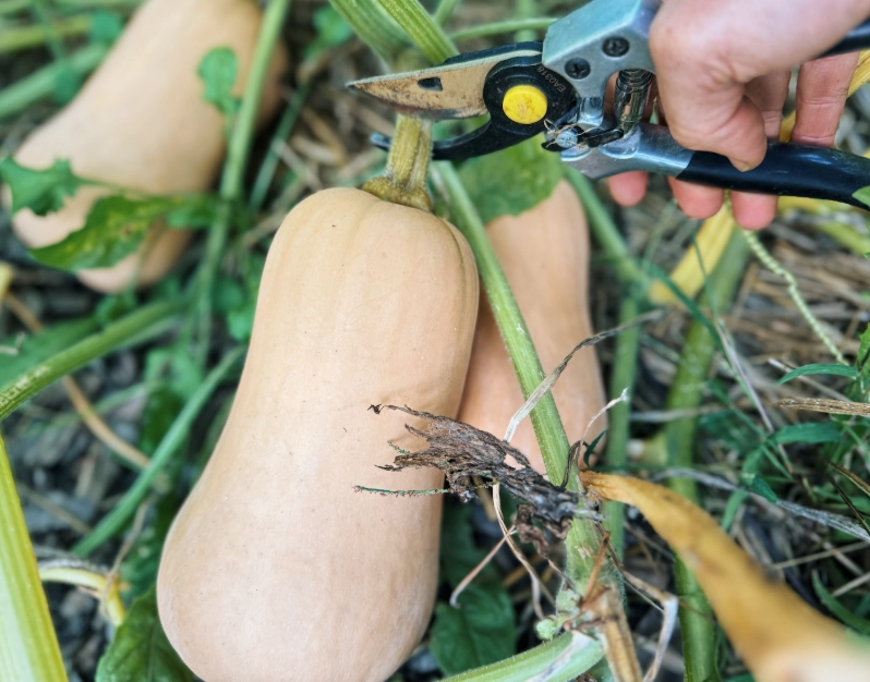 when to harvest butternut squash