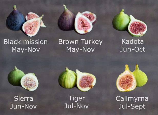 growing figs