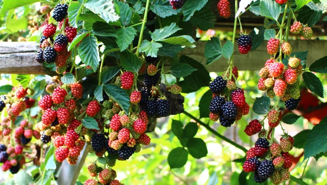 when to pick blackberries