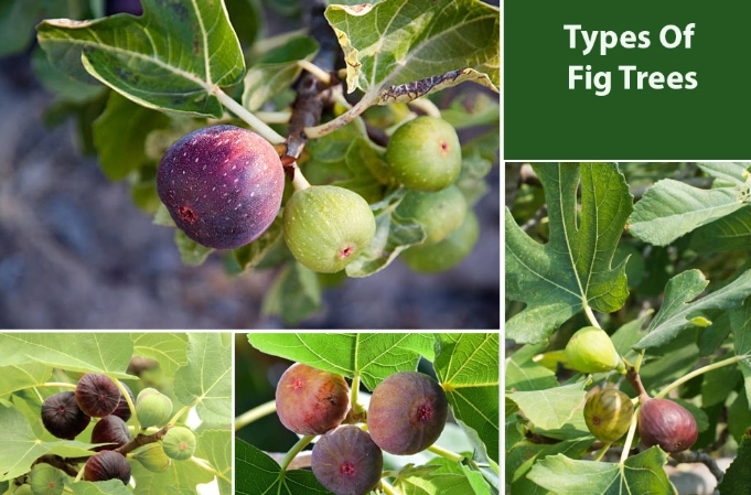 fig varieties