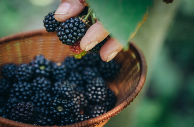 blackberry harvesting