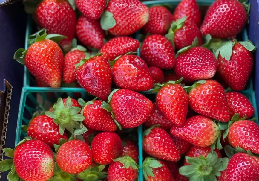 fruits in season now