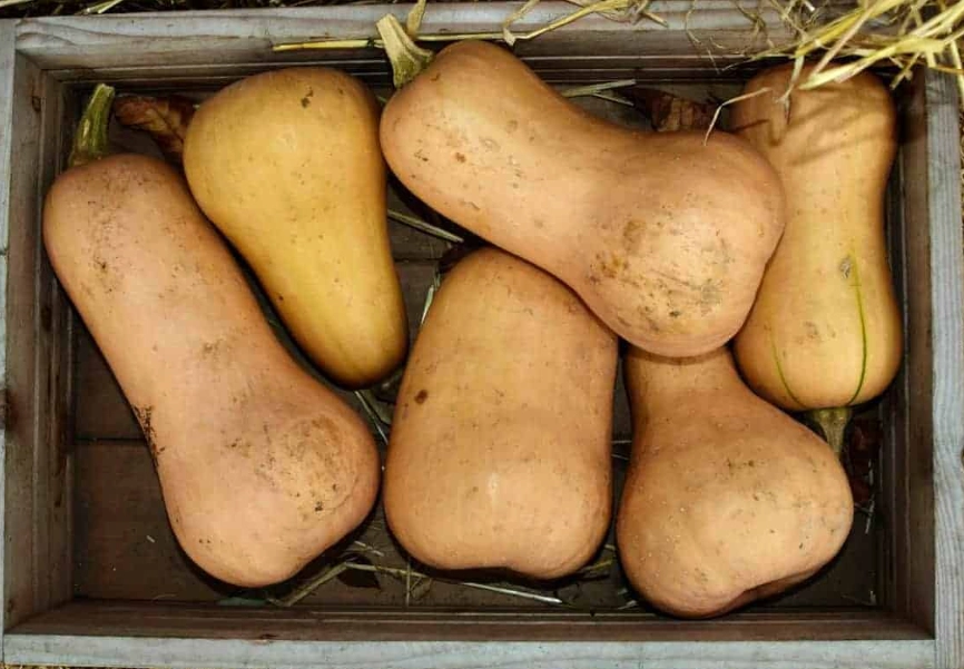butternut squash harvest time
