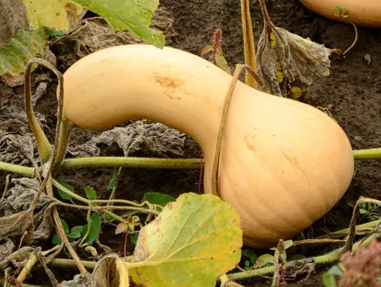 harvesting butternut squash