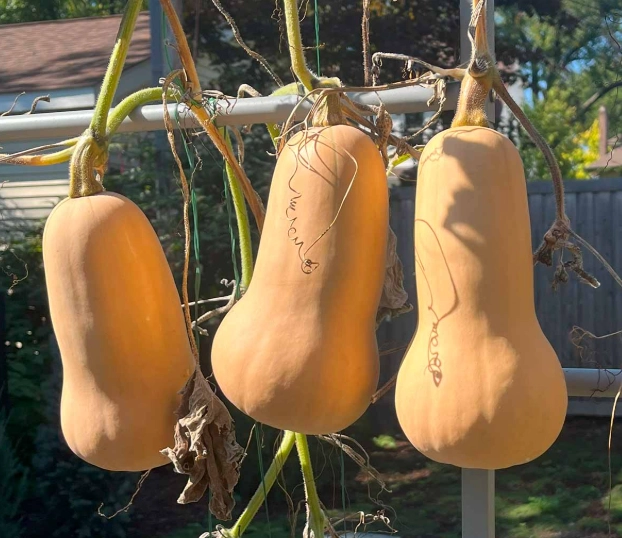 when to harvest butternut squash