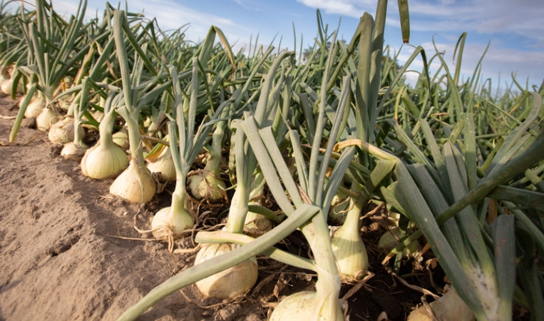 Walla Walla Sweet Onion