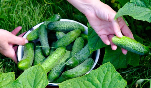 best time to harvest pickling cucumbers
