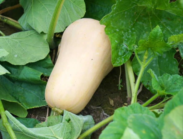 best time to buy butternut squash