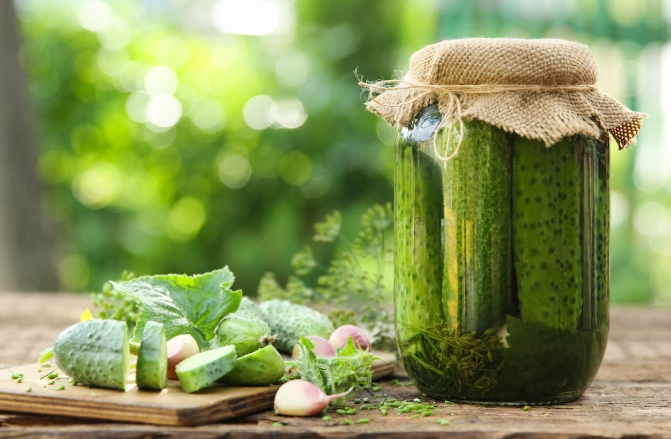 best time to harvest pickling cucumbers