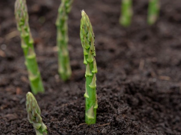 asparagus appearance