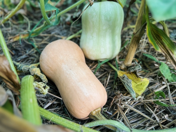 butternut squash ripe signs