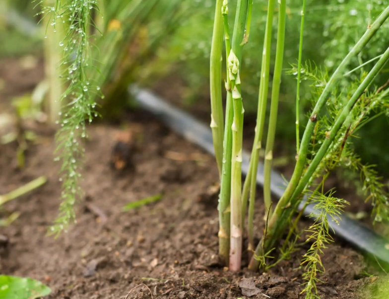 growing asparagus