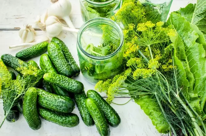 how to tell when pickling cucumbers are ready