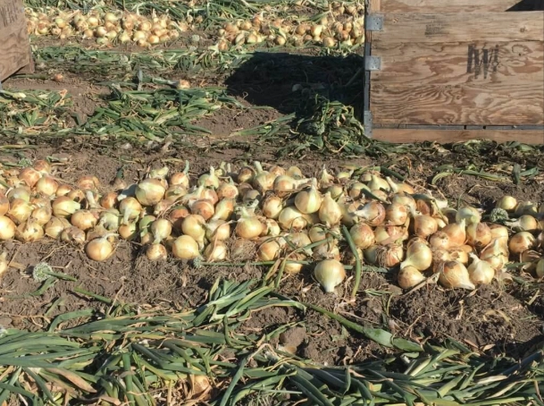 how to grow Walla Walla onions