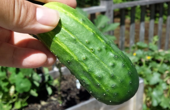 how to tell when pickling cucumbers are ready