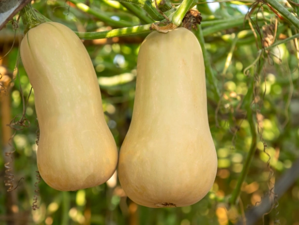 butternut squash plant care
