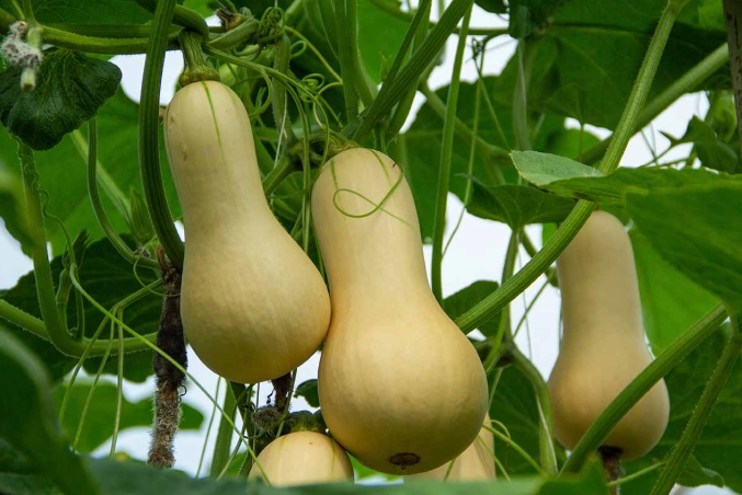 growing butternut squash